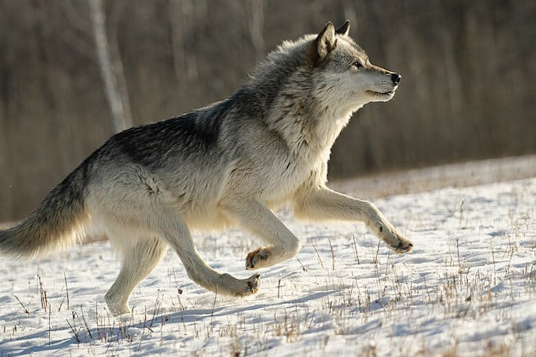 Дикие волки, опасно ли встретить в природе.