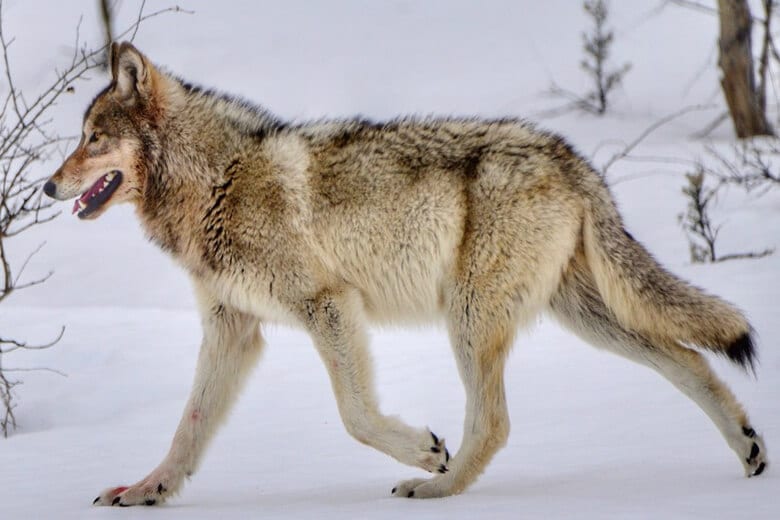Серый волк, обитания и среда