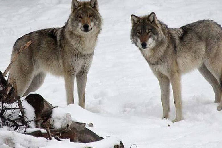 Серый волк, обитания и среда