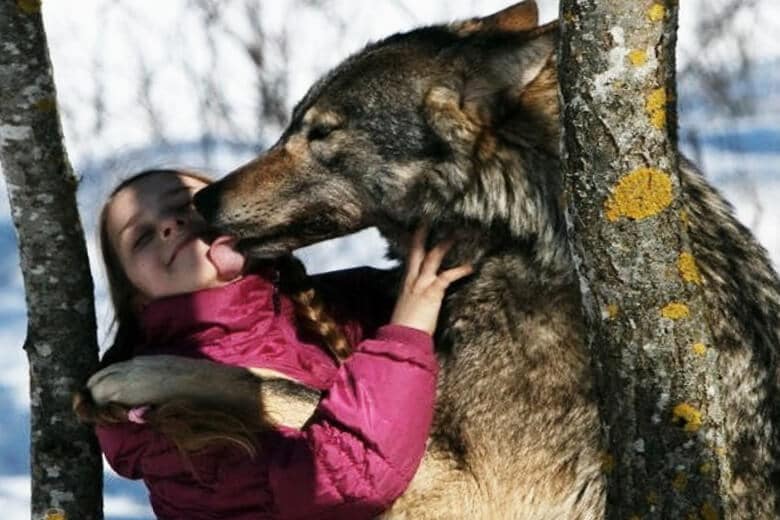 Волки и люди: учёные ищут рецепт добрососедства