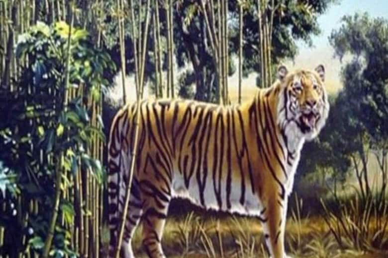 Тест: Немногим удается увидеть другого тигра на этом снимке: это вызов, который проявят ваши зрительные способности.