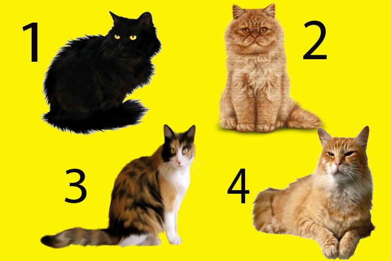 Тест: выбери кошку, и мы скажем вам, что нужно для хороших отношений.