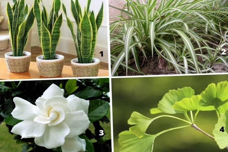 Тест: Выберите из 4 растений одно, чтобы прознать свой интеллект.