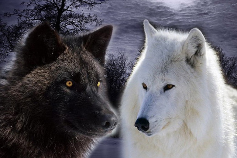 Чёрный и белый волк, внутри нас.