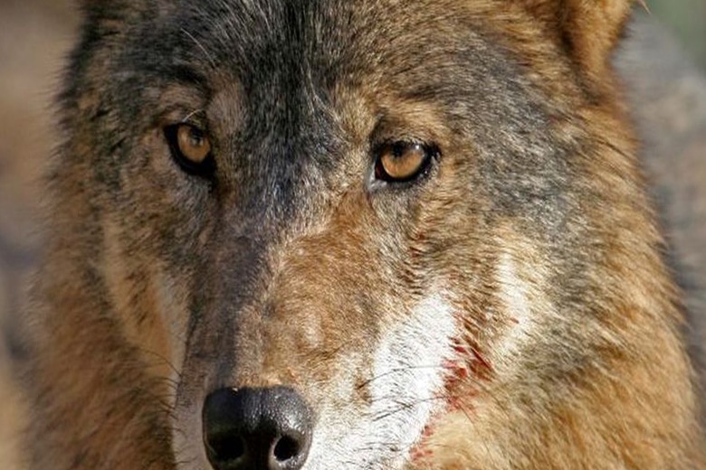 Волк спас свою волчицу из вольера, когда охотники крепко спали.