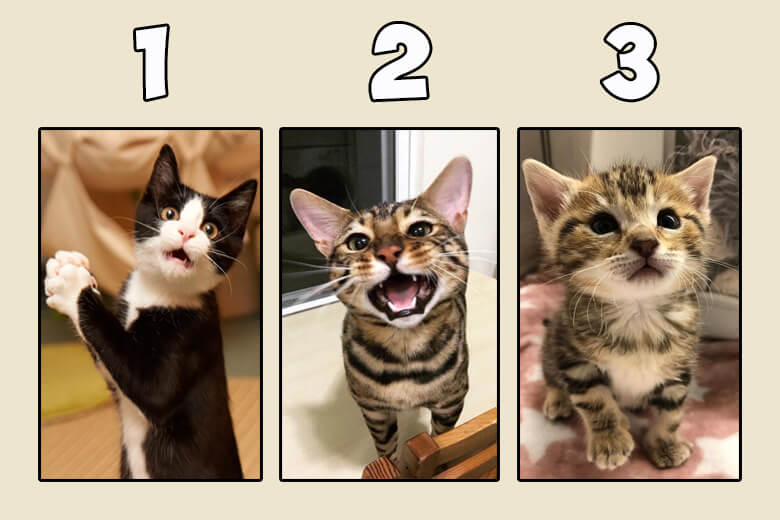 Тест: Выберите одну кошку, и узнайте чем вас одарила жизнь.