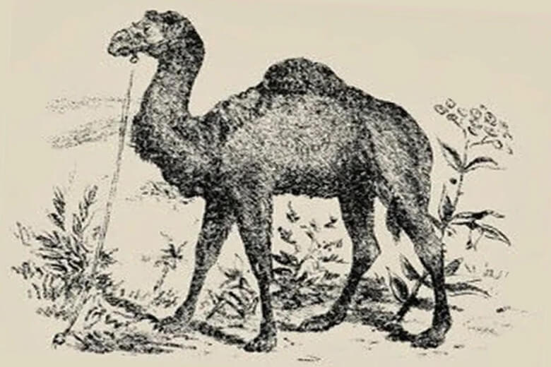 Тест: Найдите хозяина верблюда на изображении, проверьте сообразительность.