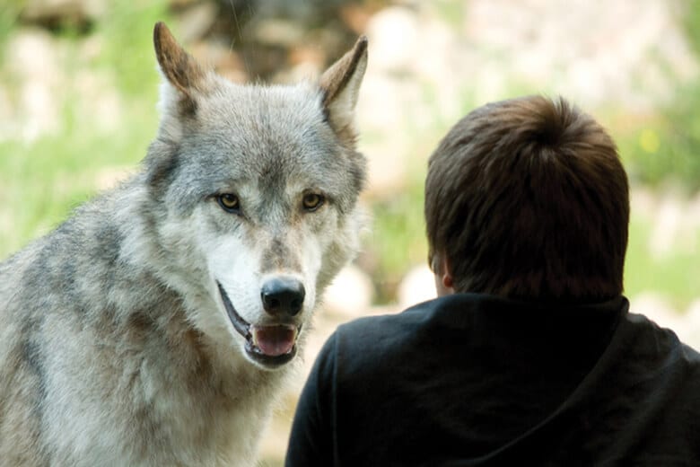 Волк знал дорогу, и помог мужчине который заблудился добраться к своим родителям через лес.