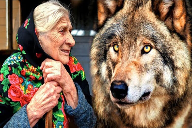 Бабушка приютила щенка волка, а тот в своё время отблагодарил её, когда ей угрожала опасность.