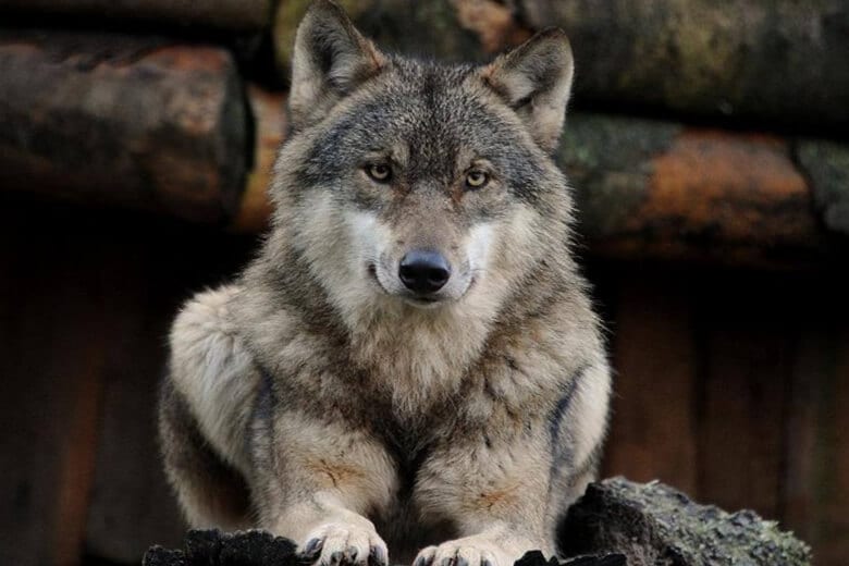 Появление волка в дикой природе.