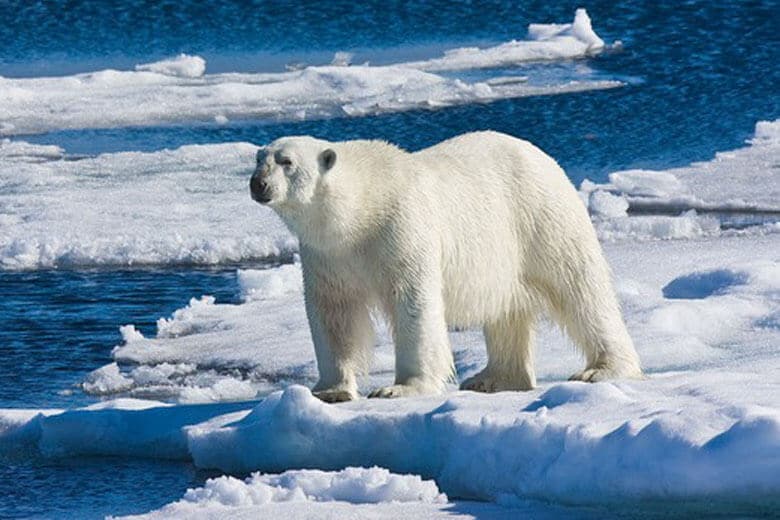 Среда обитания белого медведя.