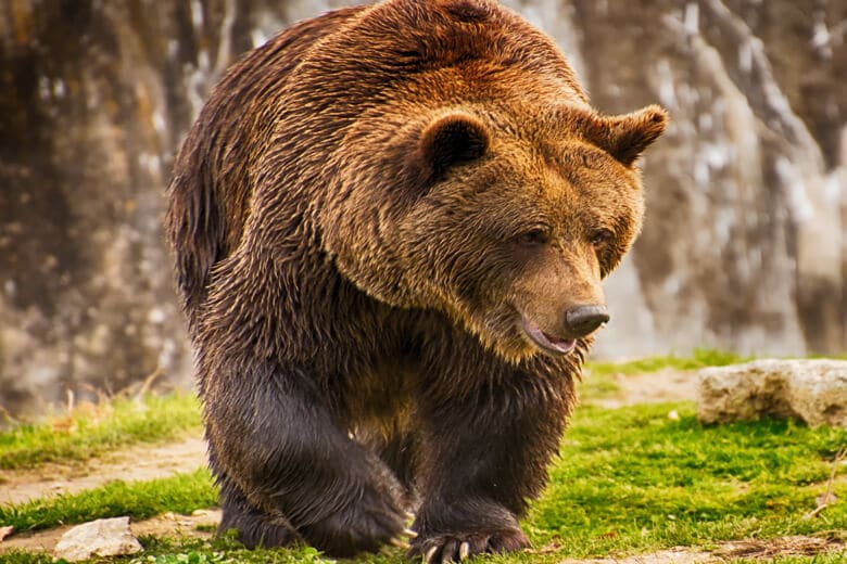 Среда обитания бурого медведя