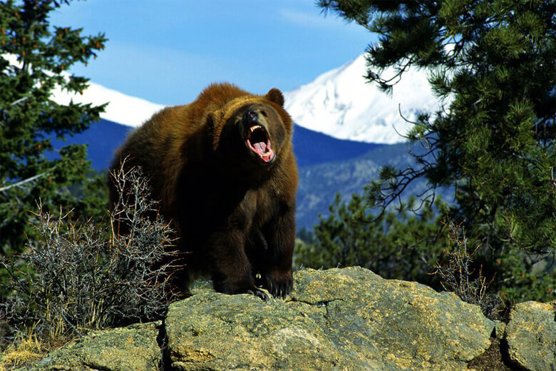 Среда обитания медведя гризли.