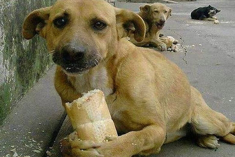Собака Джуди была рада куску хлеба, пока не встретила доброго человека, на пустой дороге.