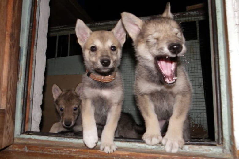 Собака привела в дом щенков, мы обрадовались, но через время оказалось, что они не её щенки, а щенки самого настоящего волка.