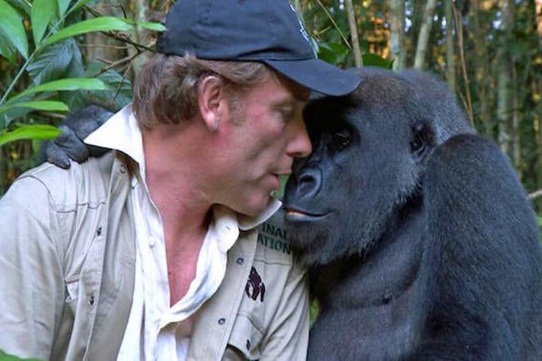 Воспитав малыша гориллы, мужчина даже не думал что животное вспомнит его спустя столько лет.