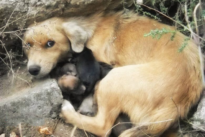 Бездомная собака прятала своих щенков в камнях, пока их не обнаружили люди.