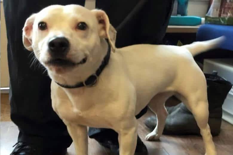 Бездомная собака со сказочной улыбкой.