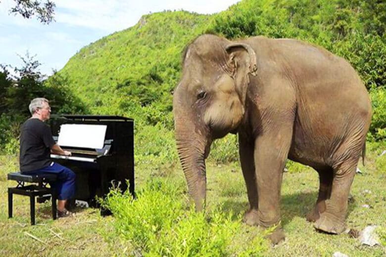 Слепой слон начинает энергично танцевать, когда слышит игру пианиста.