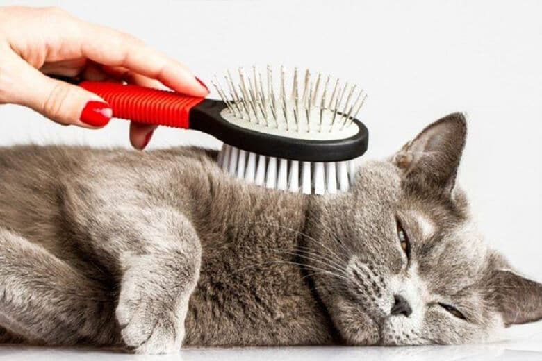 Как добиться красивой шерсти у кота