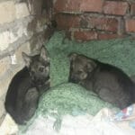 Милые щенки находились у брошенного здания, когда я захотел им помочь, неожиданно появился хозяин