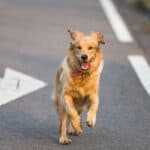 Рыжая собака бежала за машиной несколько километров, потому-что хозяину она уже была не нужна