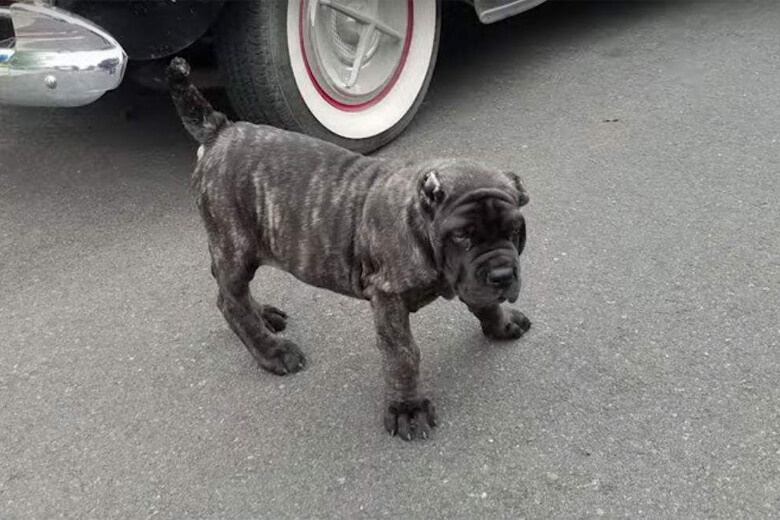 Купил щенка необычной породы за 5000$, а когда он вырос, то превратился в огромного пса более 100 кг