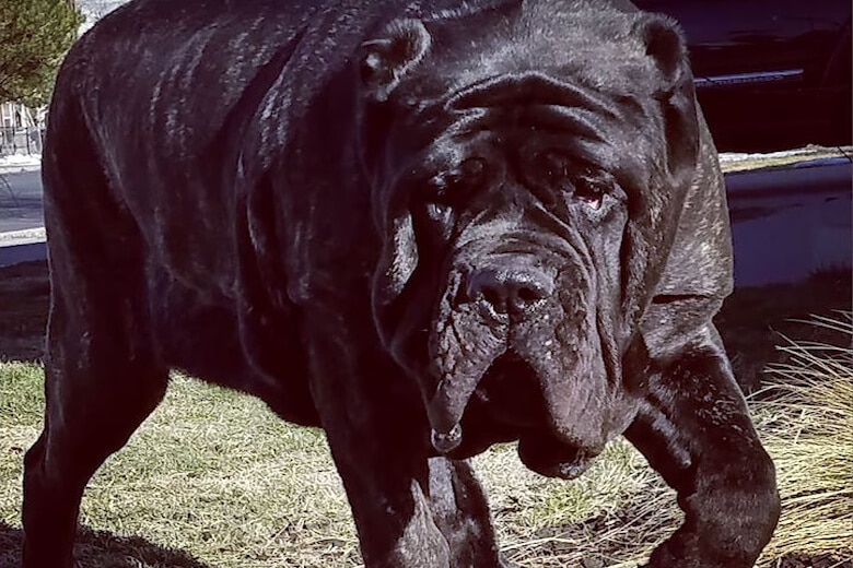 Купил щенка необычной породы за 5000$, а когда он вырос, то превратился в огромного пса более 100 кг