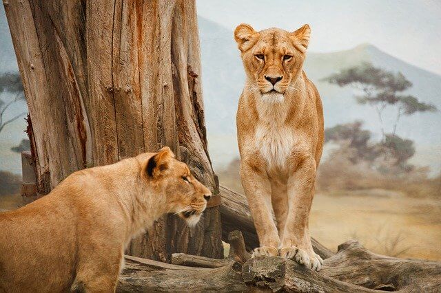 Характеристики, кормление, размножение и среда обитания львов.