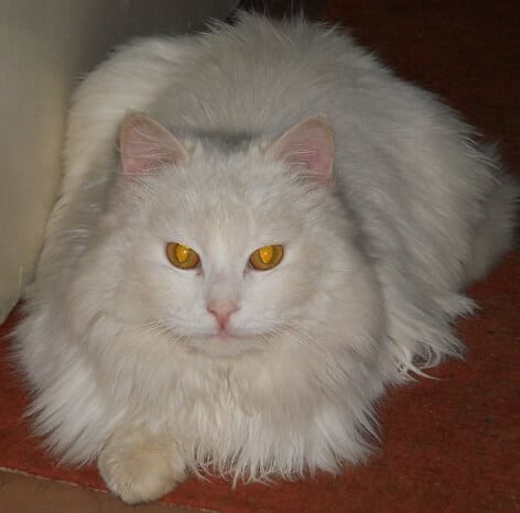 Ангорский котёнок купленный через интернет, вырос и превратился в восемнадцати килограммового кота