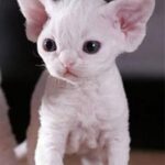 Котёнок белого эльфа сидел на рынке животных, пока искали его хозяина котик вырос и превратился в настоящего красавца