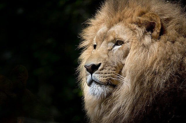 Характеристики, кормление, размножение и среда обитания львов.