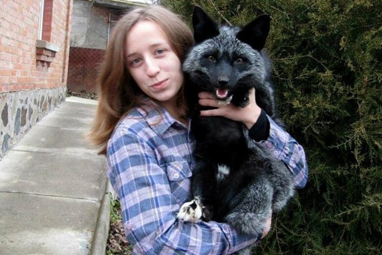 Щенка чёрной лисицы нашли на дороге, и решили, что он обычный котёнок. Но когда его привезли в питомник, то все узнали правду о нём
