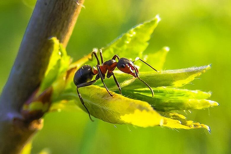 Виды муравьиных ферм