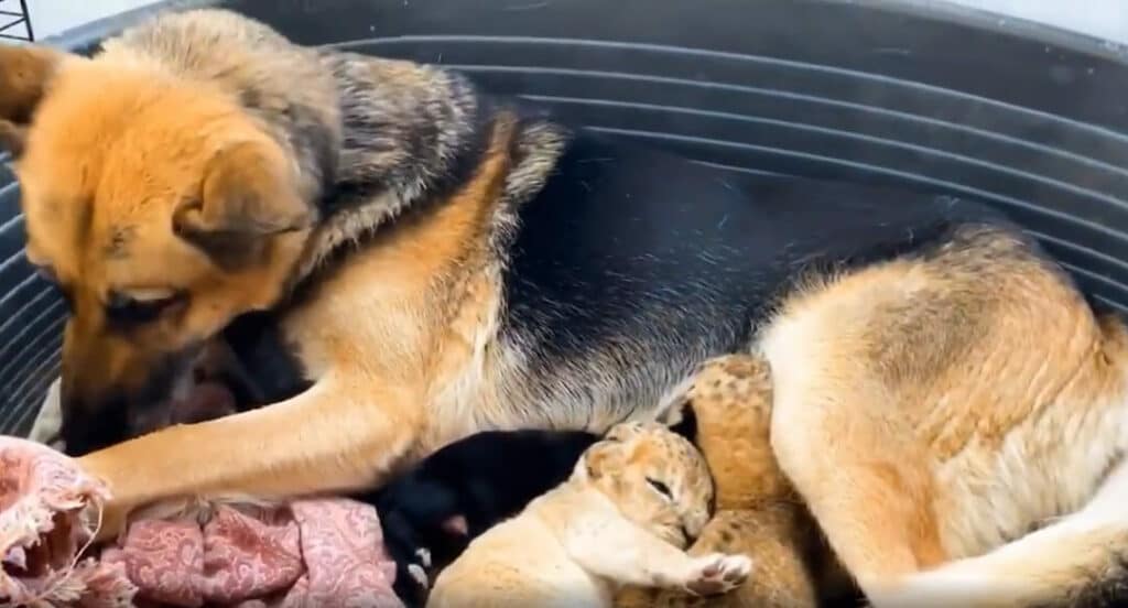 Немецкая овчарка вырастила двух львят после того, как мать отвергла их и бросила