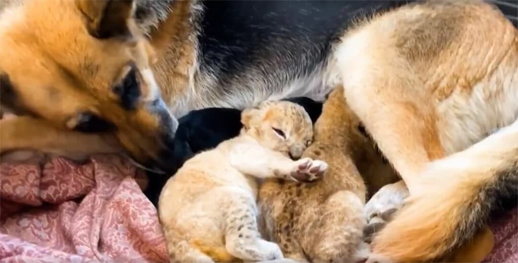 Немецкая овчарка вырастила двух львят после того, как мать отвергла их и бросила