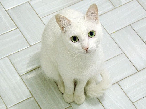 Белый кот каждый день выпрашивал в магазине мяса, которое он не ел. Продавец решил раскрыть его секрет, слезы сдержать сложно