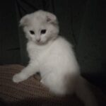 Белый вислоухий котёнок продавался на рынке за сто рублей, я даже не рассчитывала, что из него вырастит такой красивый кот