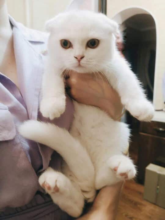 Белый вислоухий котёнок продавался на рынке за сто рублей, я даже не рассчитывала, что из него вырастит такой красивый кот