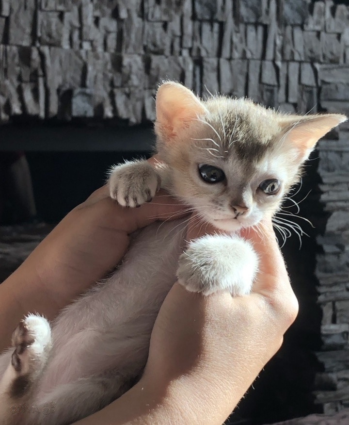 Котёнок сингапура купленный у цыганки вырос в кошку необыкновенной красоты