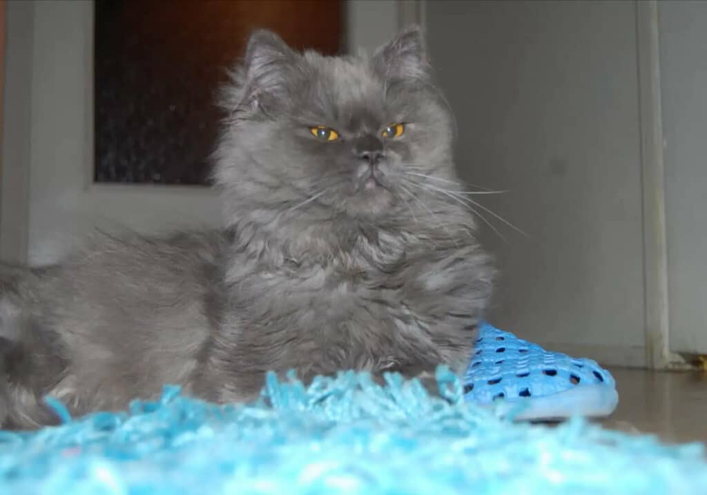 Персидский котёнок был обнаружен в аэропорту, после чего пришлось искать ему дом