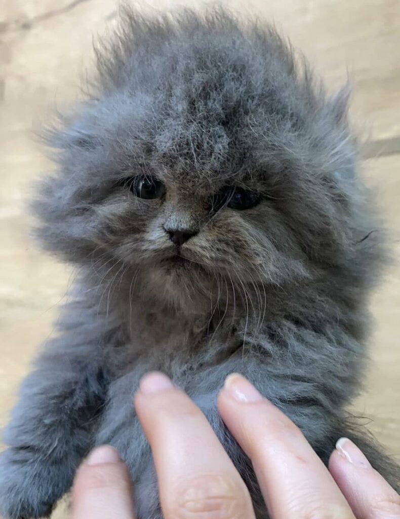Персидский котёнок был обнаружен в аэропорту, после чего пришлось искать ему дом