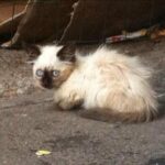 Балинезийский котёнок сидел на улице в ожидании помощи, все проходили мимо, и лишь цыганка остановилась чтобы ему помочь