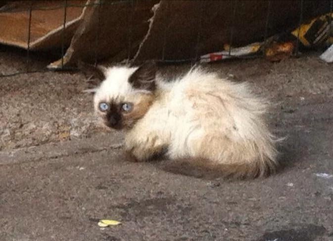 Балинезийский котёнок сидел на улице в ожидании помощи, все проходили мимо, и лишь цыганка остановилась чтобы ему помочь