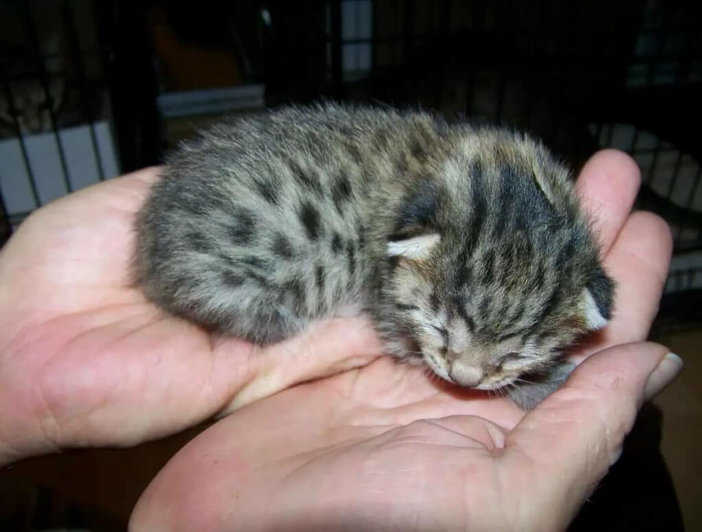 Котёнок египетский мау, родился в очень плохих условиях, после чего судьба ему улыбнулась.