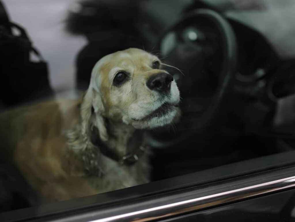 Золотистый спаниель находился запертый в машине несколько часов, и тогда прохожий мужчина, решил помочь собаке