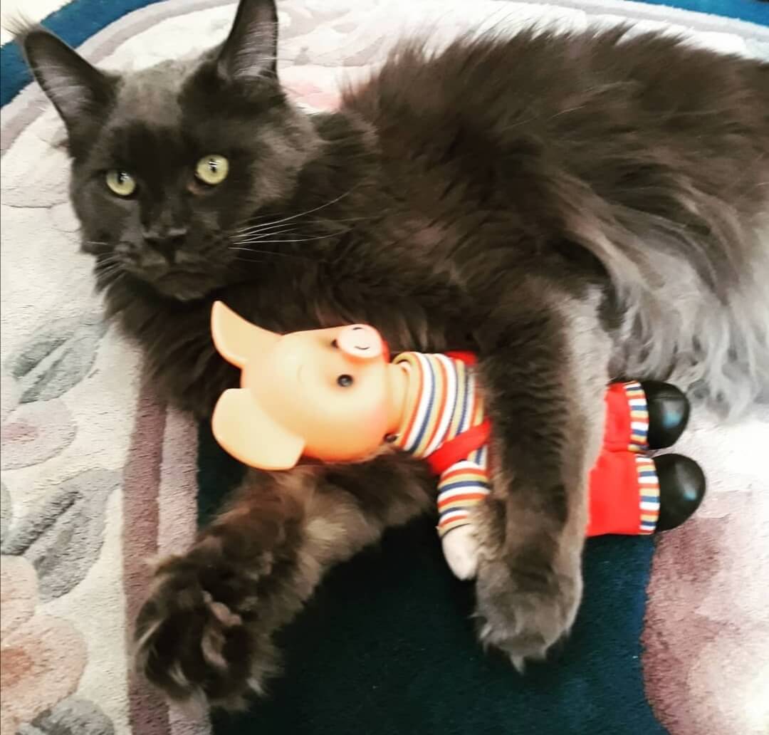 Котёнок мейнкун оказался ненужный моей супруге, и она сказала мне от ...