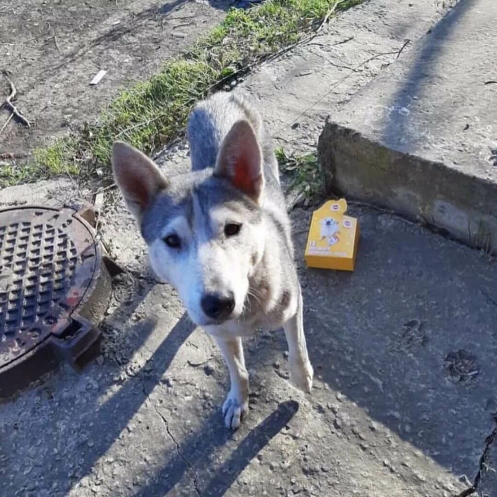 Щенок хаски, купленный на рынке за десять тысяч рублей, вырос и превратился в собаку неизвестной породы.