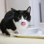Питание и правильный уход за кошкой