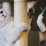 Как приучить котенка к когтеточке
